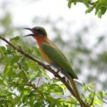 Red-throated bee-eater